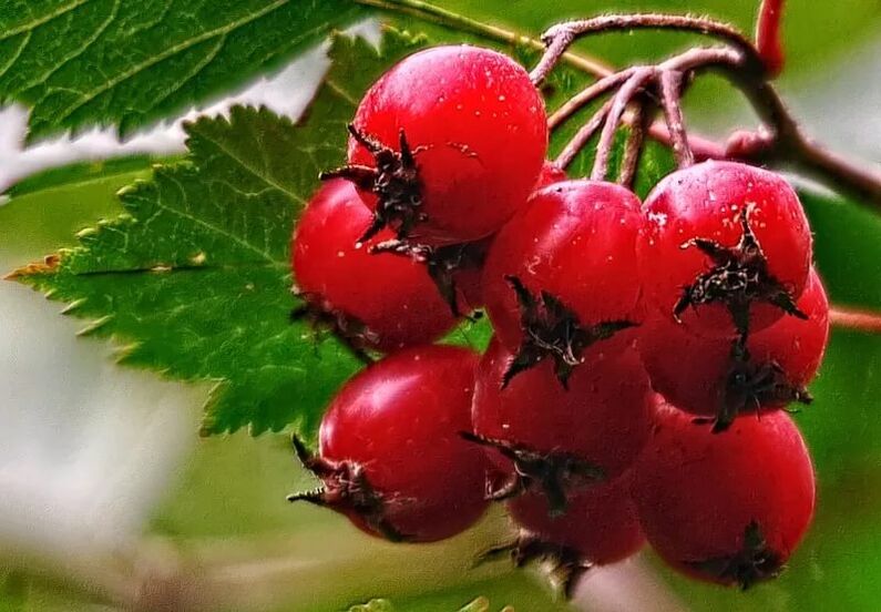 hawthorn to increase potency